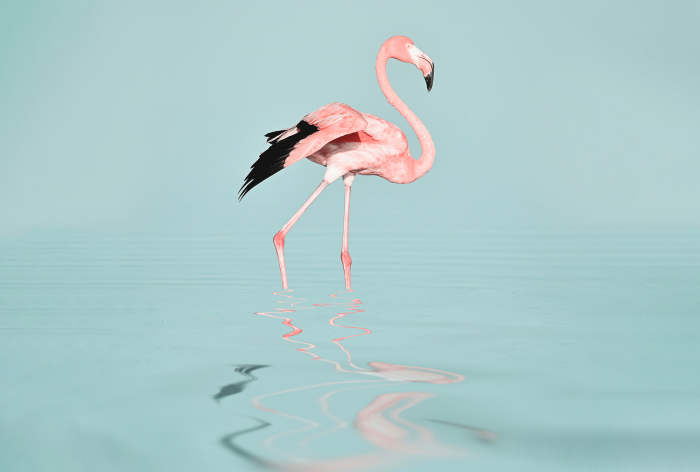 Fototapet flamingo in apa roz DD119777  -  A.S. Creation [2]