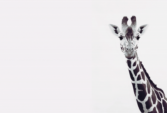 Fototapet girafa negru DD119817  -  A.S. Creation [2]