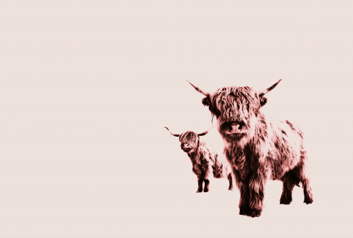 Fototapet vaca scotiana de munte crem/bej DD119829  -  A.S. Creation [2]