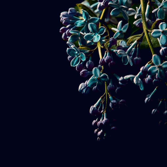 Fototapet flori negru DD123467  -  A.S. Creation [2]