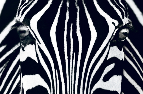 Fototapet 00684 Zebra [1]