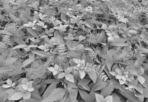 Imitatii, texturi, obiecte - Fototapet 8-914 Forest Floor