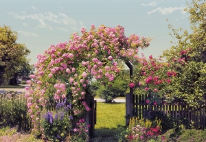 Fototapete florale - Fototapet 8-936 Gradina cu trandafiri