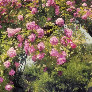 Fototapet 8-936 Gradina cu trandafiri [1]