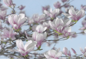Fototapete cu flori - Fototapet 8-738 Magnolia
