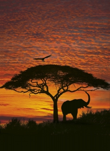 Fototapet cu padure - Fototapet 4-501 Apus African