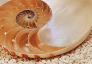 Toate fototapetele - Fototapet 1-601 Nautilus