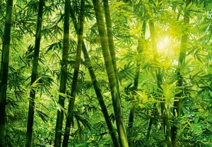 Peisaje & Natura - Fototapet 00123 Padurea de bambus