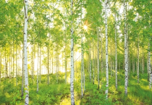 Peisaje & Natura - Fototapet XXL4-519 Mesteceni in soare