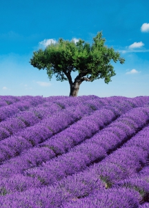Peisaje & Natura - Fototapet 00309 Provence