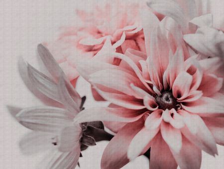 Fototapet margarete roz 382701 - A.S. Creation [2]