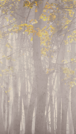 Fototapet padure gri 792262  -  A.S. Creation [5]