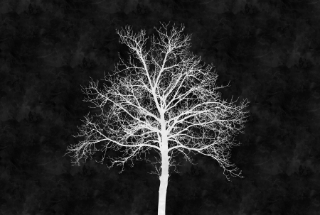 Colectii - Fototapet copac alb DD110311  -  A.S. Creation