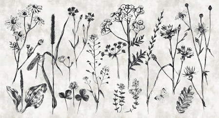 Walls by Patel - Fototapet cu flori alb DD110351  -  A.S. Creation