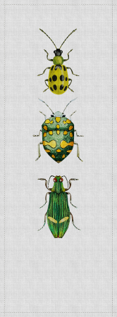Fototapet - Fototapet insecte verde DD114052  -  A.S. Creation