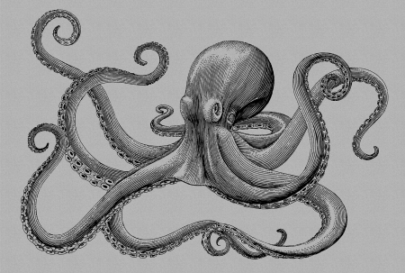 Fototapet - Fototapet caracatita gri DD114287  -  A.S. Creation