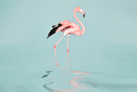 Fototapet flamingo in apa roz DD119777  -  A.S. Creation [1]