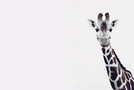Fototapet girafa negru DD119817  -  A.S. Creation [1]