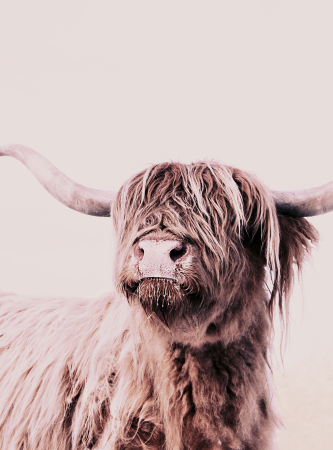 Fototapet vaca scotiana de munte crem/bej DD119821  -  A.S. Creation [1]