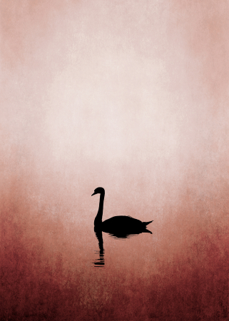 Fototapet lebada pe lac roz DD119917  -  A.S. Creation [1]