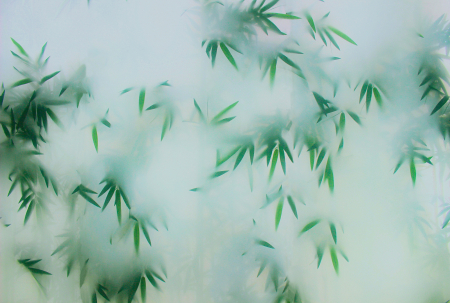 Walls by Patel 3 - Fototapet frunze verde DD122040  -  A.S. Creation