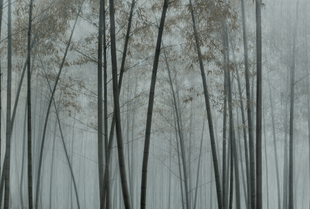 Walls by Patel 3 - Fototapet padure gri DD122100  -  A.S. Creation
