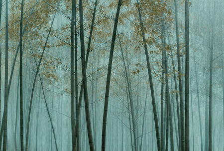 Walls by Patel 3 - Fototapet padure verde DD122108  -  A.S. Creation