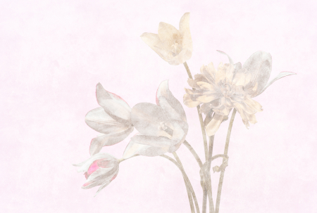 Walls by Patel 3 - Fototapet flori violet DD122388  -  A.S. Creation