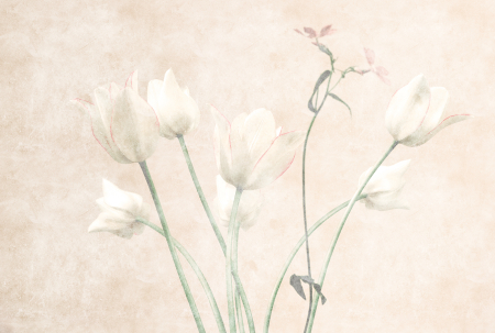 Walls by Patel 3 - Fototapet flori galben DD122396  -  A.S. Creation