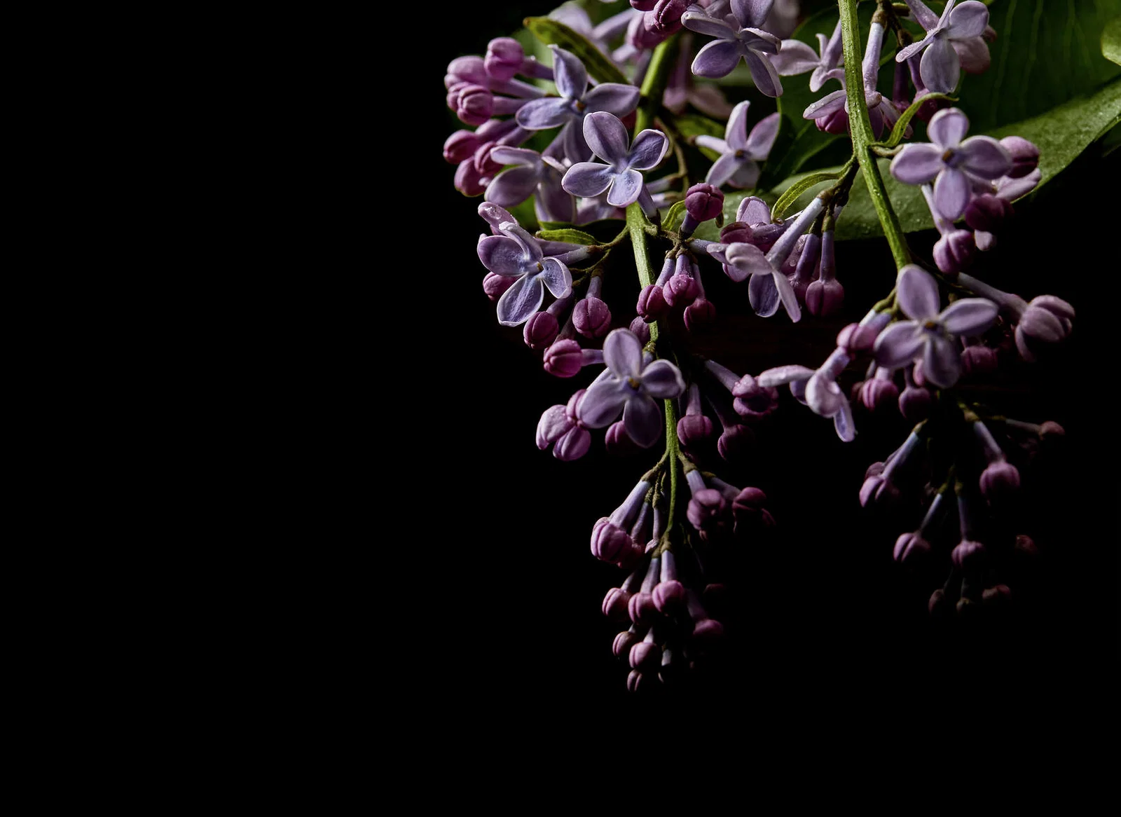 Colectii - Fototapet flori negru DD123465 - A.S. Creation