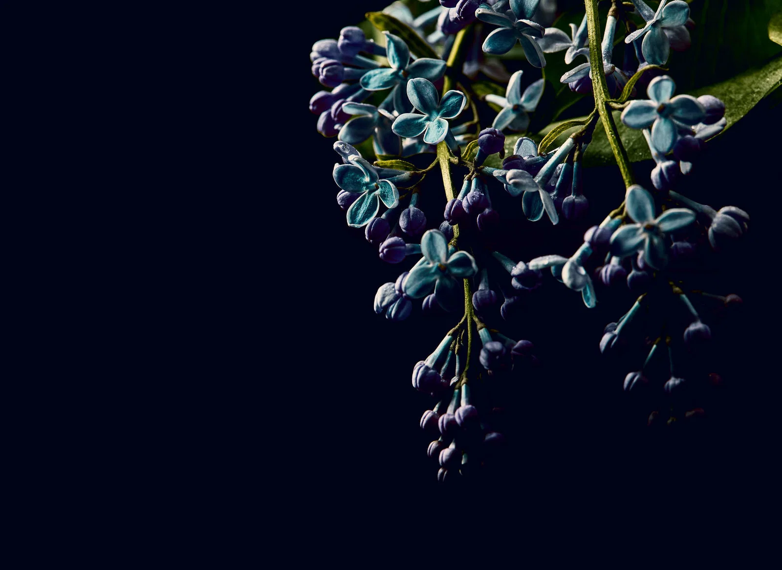 Colectii - Fototapet flori negru DD123467  -  A.S. Creation