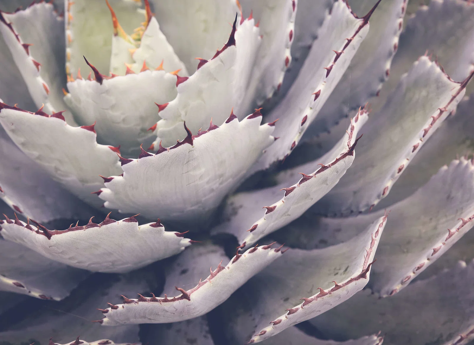 Colectii - Fototapet cactus mov DD123677 - A.S. Creation