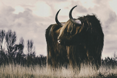 Fototapet bovin Highland maro DD134111 - A.S. Creation [4]