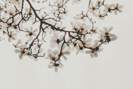 Fototapet magnolie crem DD134837 - A.S. Creation [4]