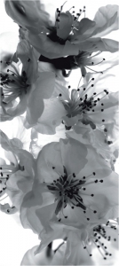 Fototapet FTV 0221 Floare alb si negru [0]