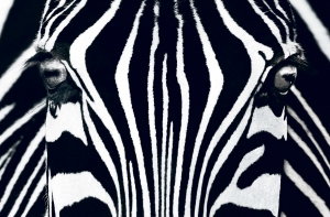 Fototapet - Fototapet 00684 Zebra