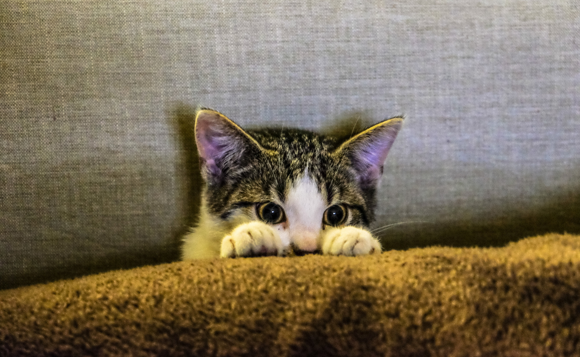 ”Cea mai buna mancare pentru pisici se alege in functie de varsta, starea de sanatate si stilul de viata al felinei tale”, sustin veterinarii. Ce studii au concluzionat asta?