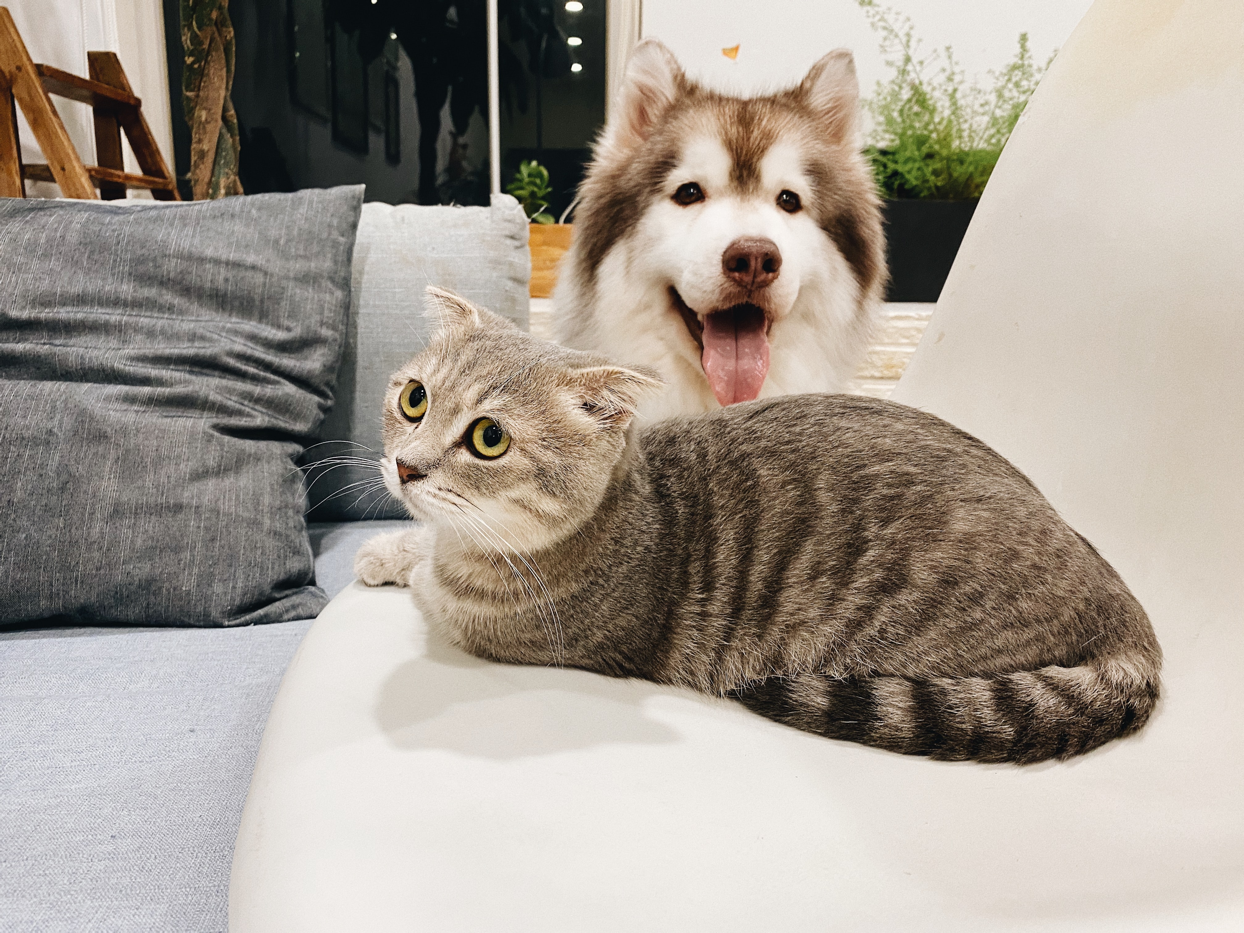 Pisică și cățel în aceeași casă: cum îi împaci?