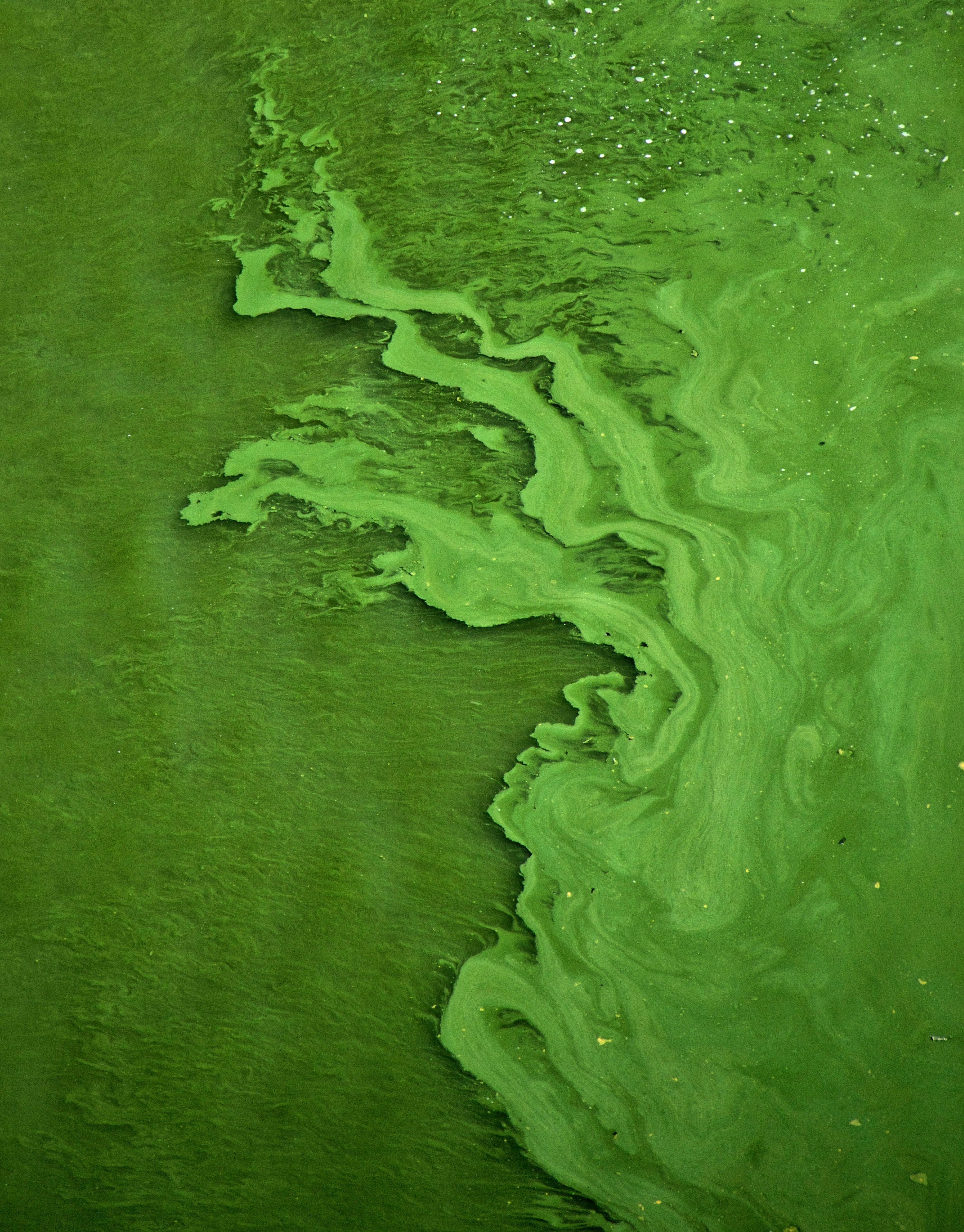 alge in acvariu - VetPet-Shop