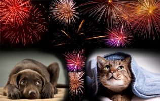 Artificiile de Revelion și siguranța animalelor - sfaturi importante