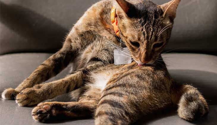 3 boli de piele frecvente la pisici