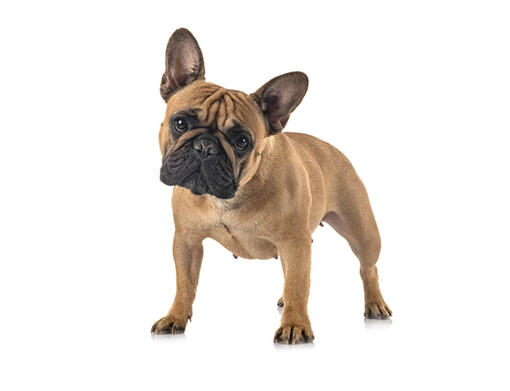 Bulldogul francez - un câine cât se poate de zvăpăiat