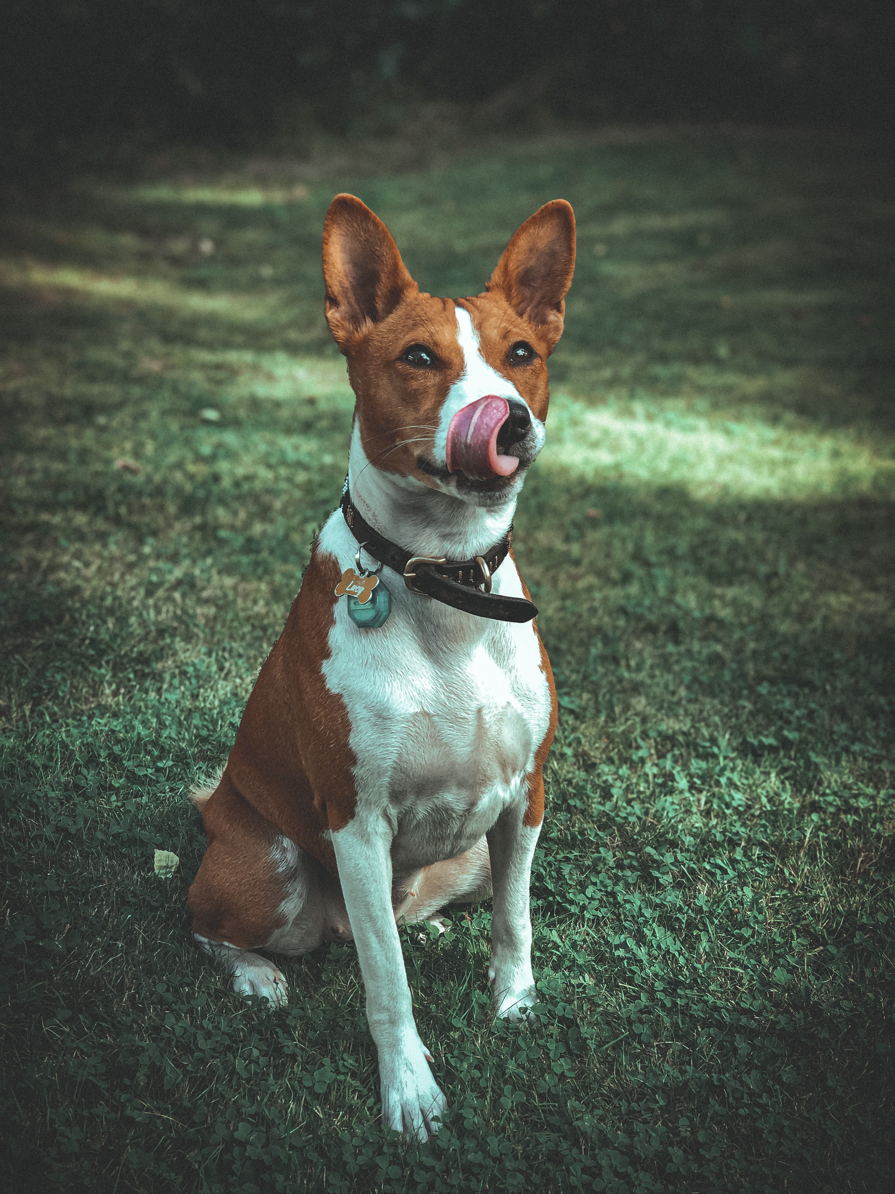 hrana caine basenji