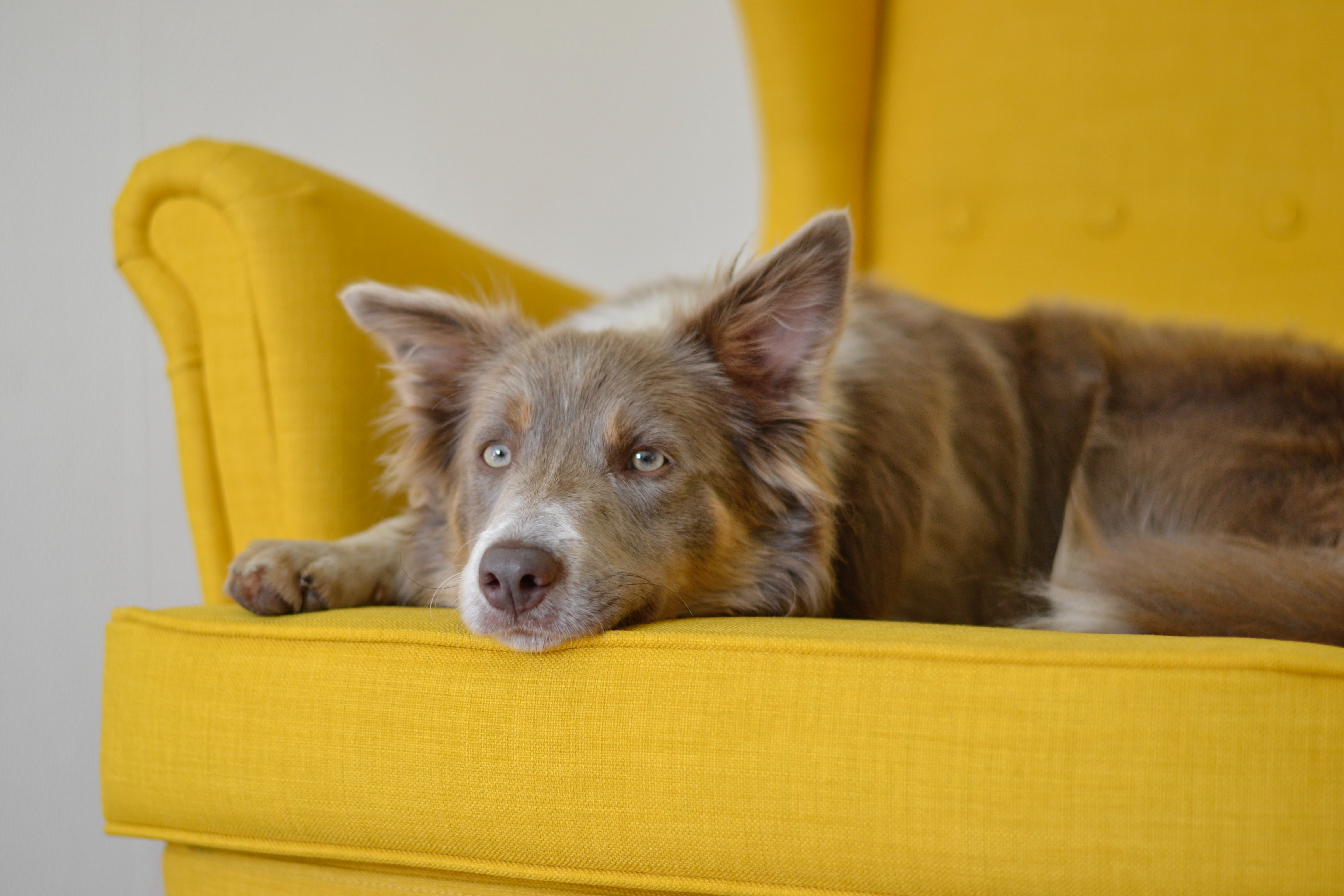 Rase de câini vocale și tăcute. Care câini sunt potriviți pentru apartament?