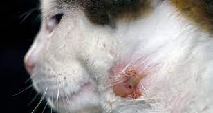 cancer de piele la pisici imagini