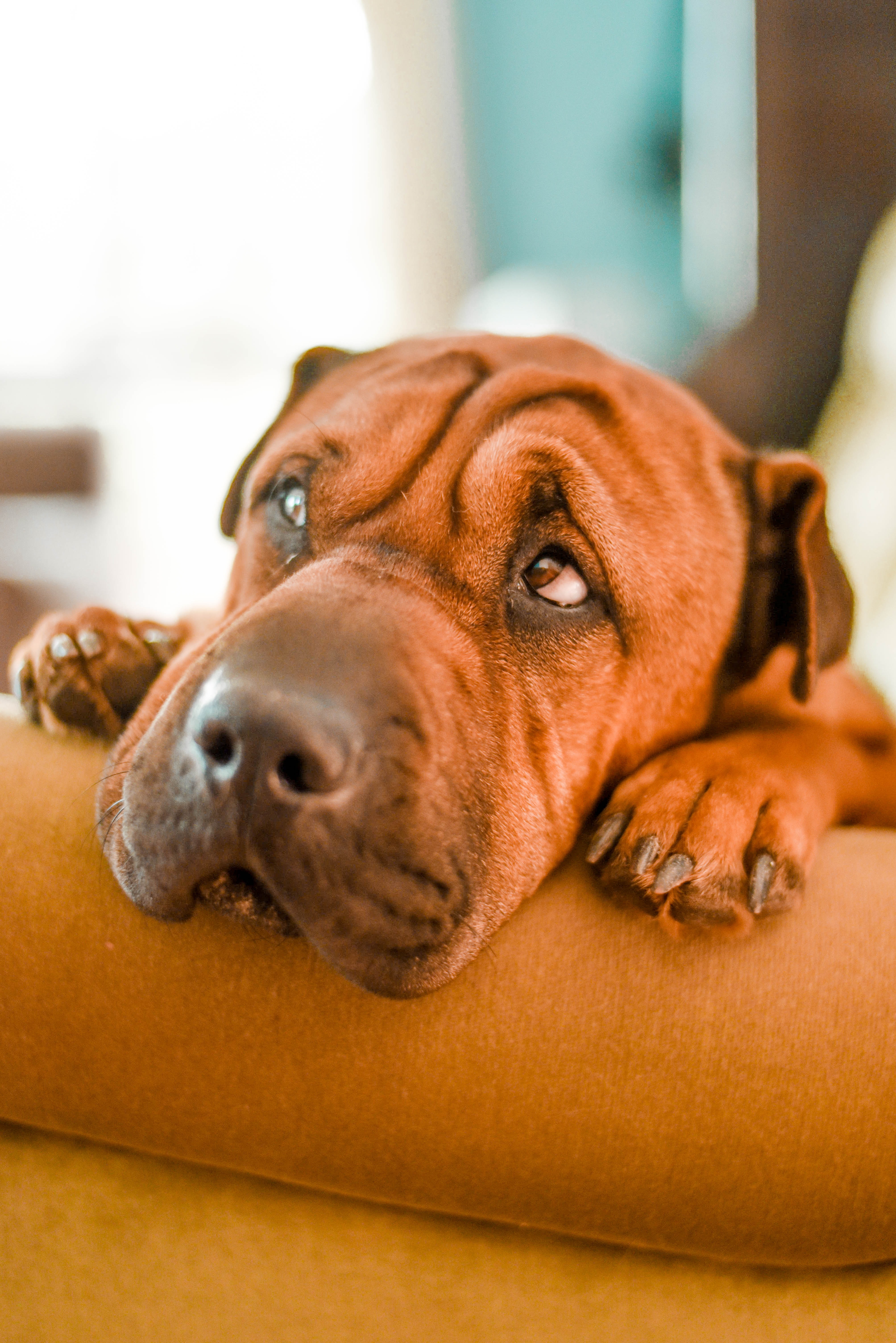 Întrebări și răspunsuri despre cancerul la câini