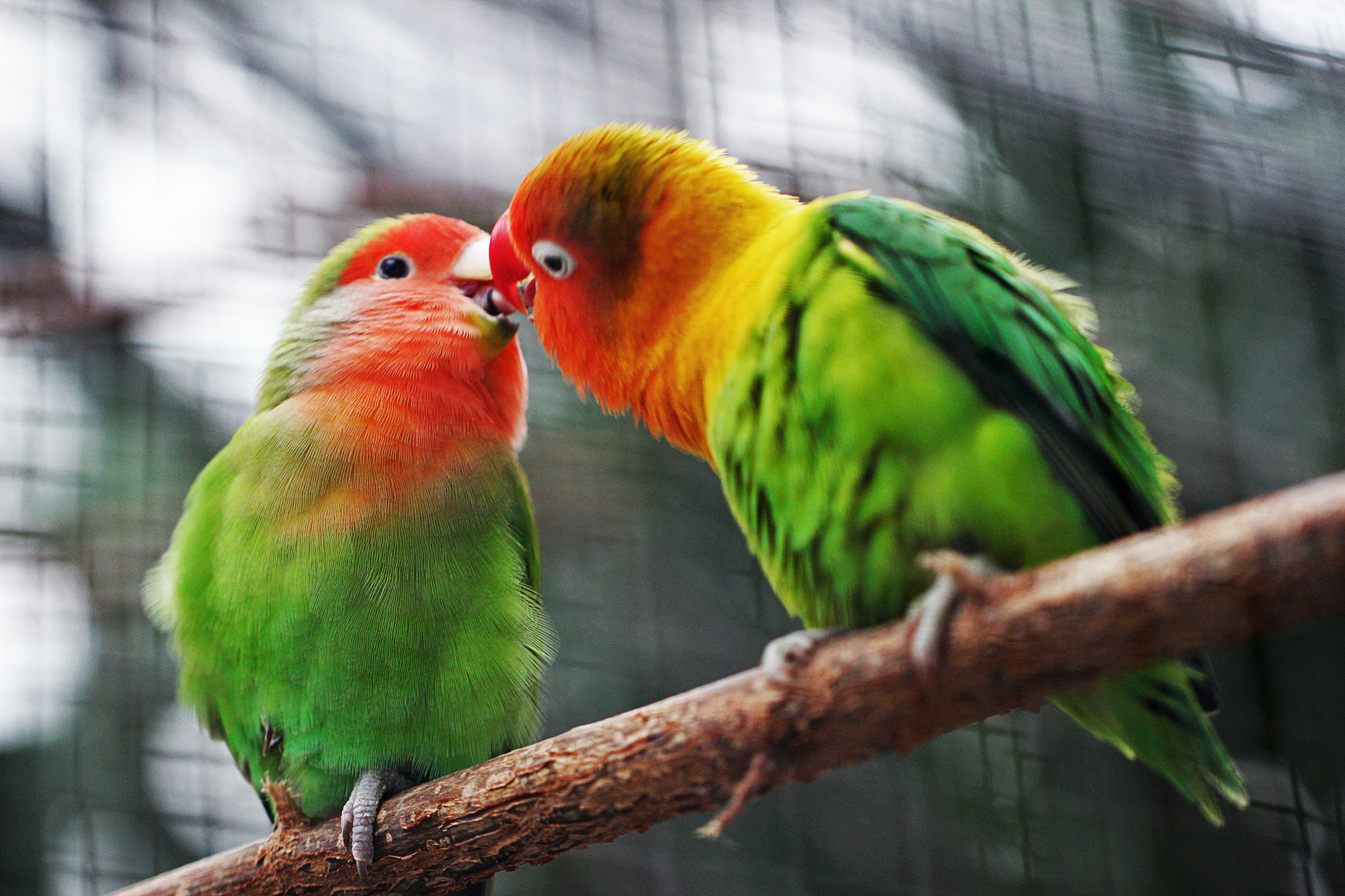 Cum alegi colivia perfectă pentru pasărea ta?
