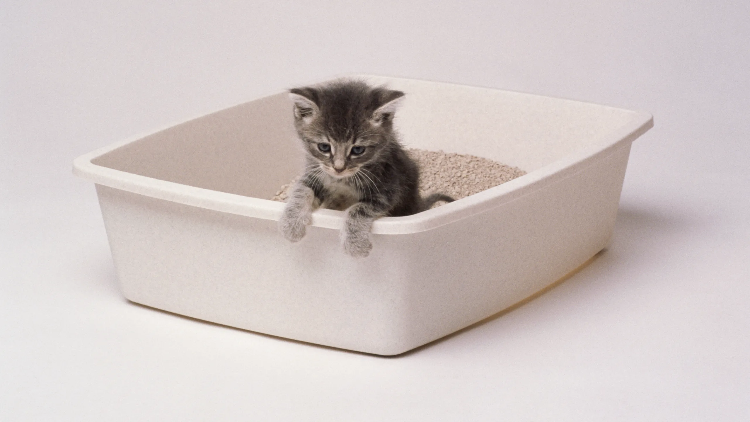 Cum învăț pisica la litieră?
