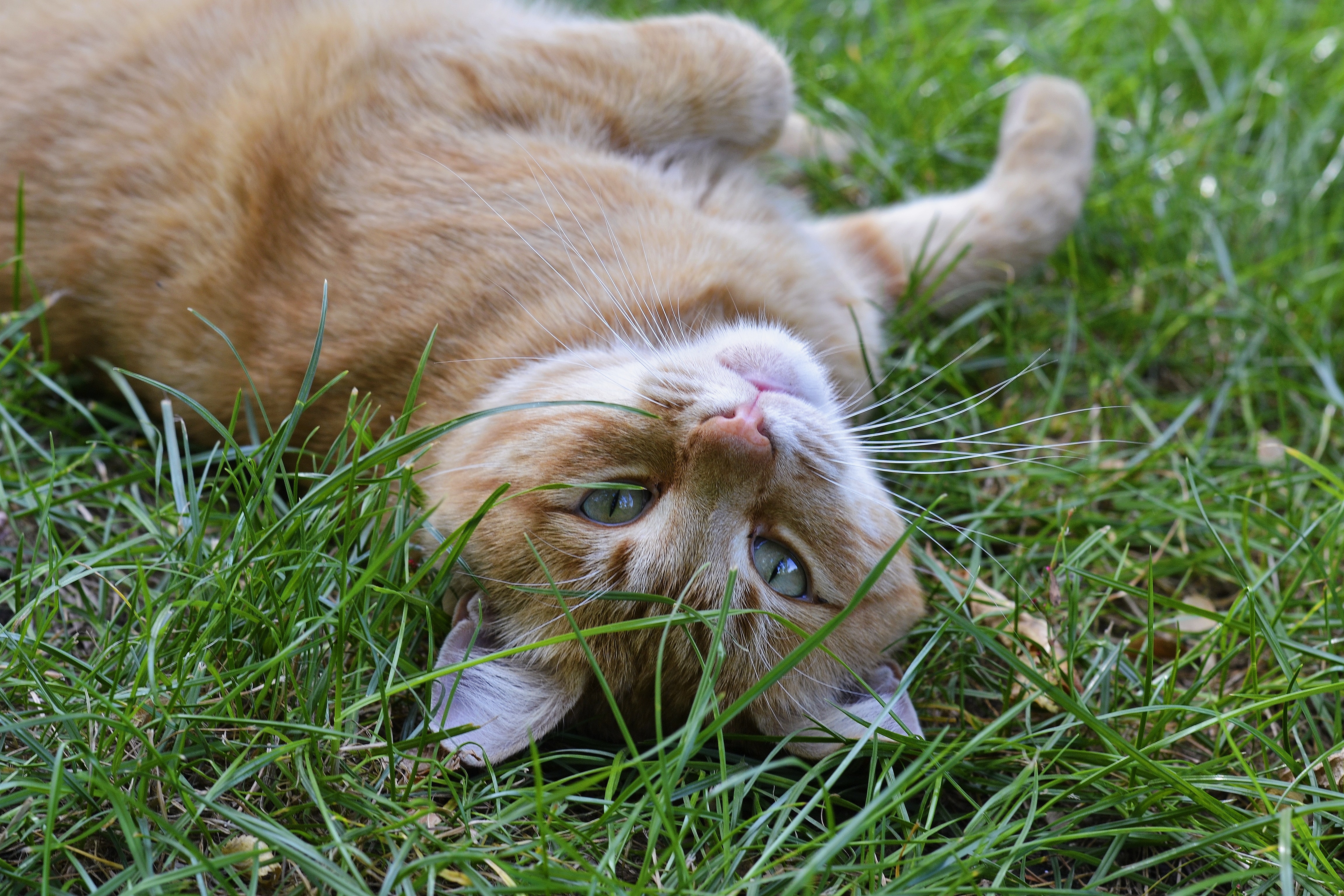 pisica mananca iarba