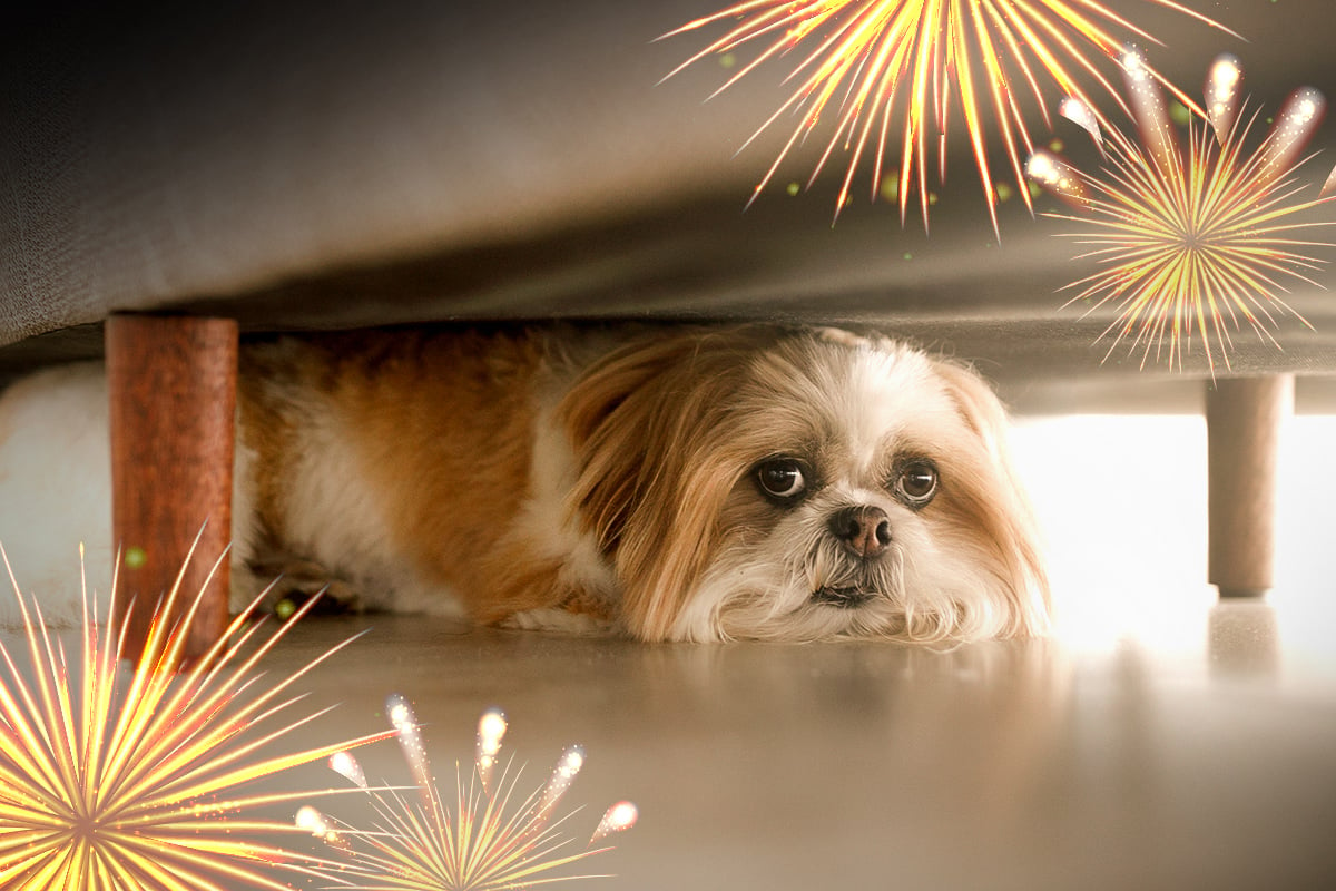 de ce se sperie cainii de artificii